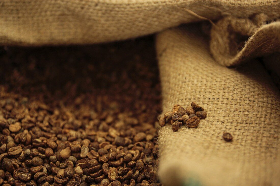 Roasted brown coffee beans in a light brown jute sack in the humidor at a coffee roasting house