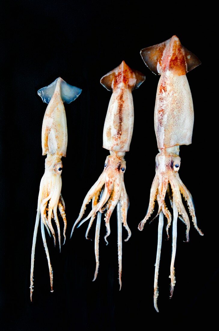 Three squid of assorted sizes in a row