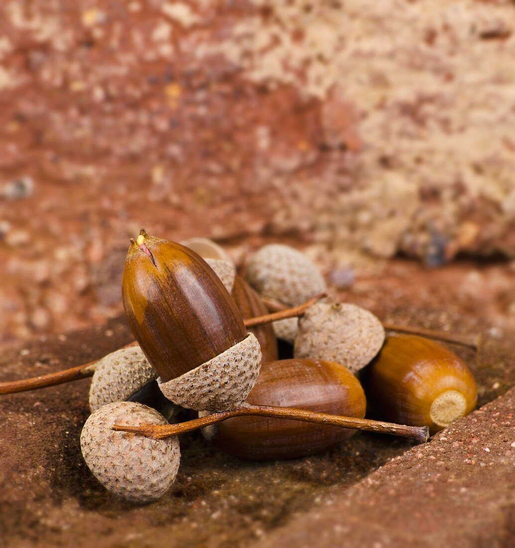 Several acorns on bricks
