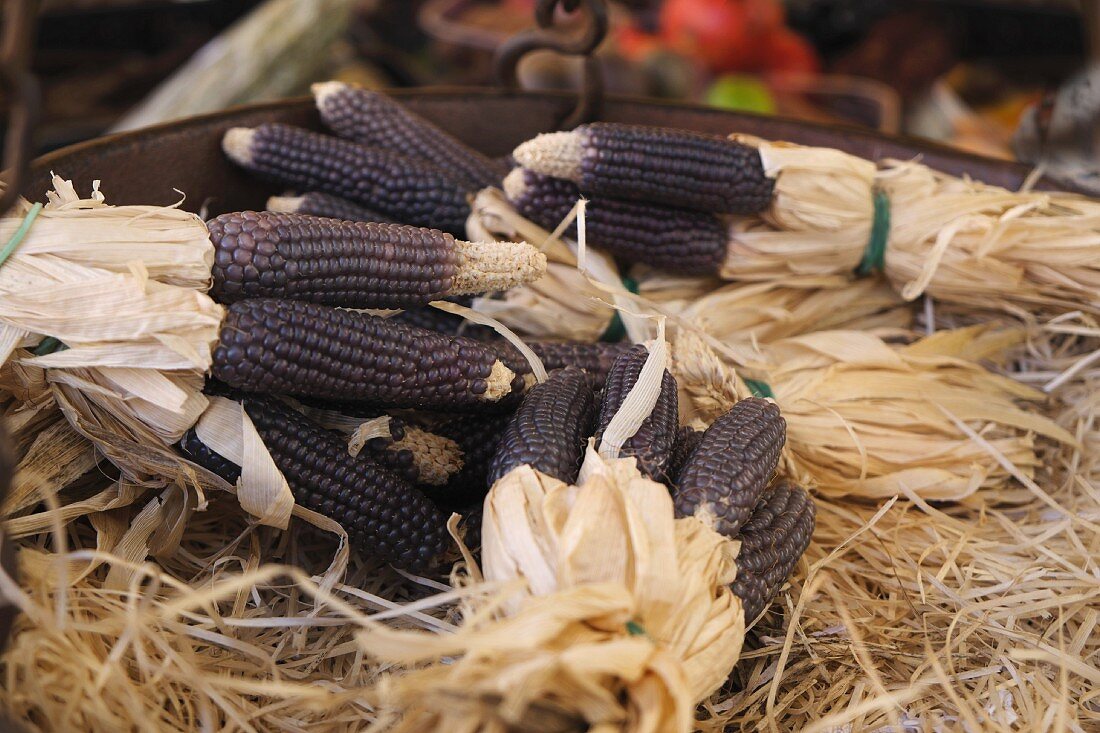 Lila Maiskolben, gebündelt, auf dem Markt