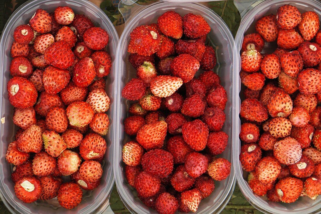 Wild strawberries in plastic containers at the market (top view)