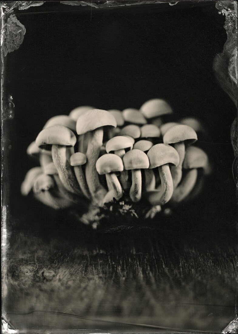 Fresh Bunch of White Beech Mushrooms; White Background