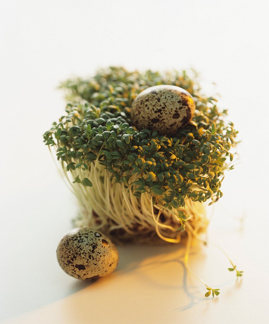 Cress and quail eggs