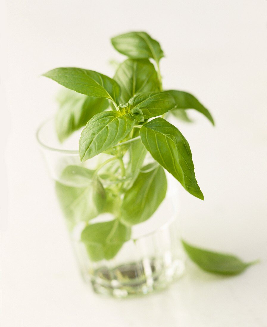 Sprig of basil in a water glass