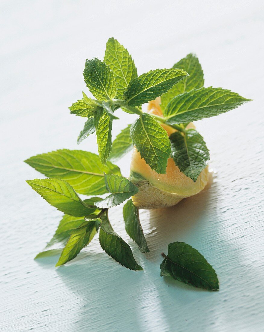 Spring of mint