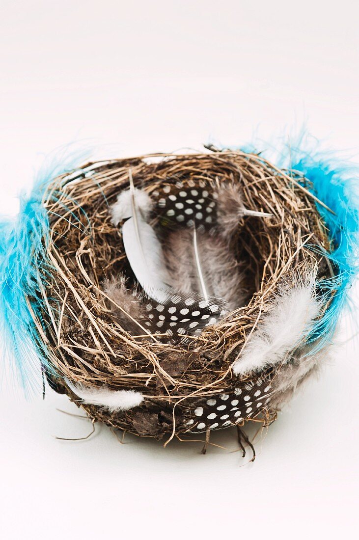 Blackbird s nest with Guinea fowl feathers and blue feathers wrapped around it