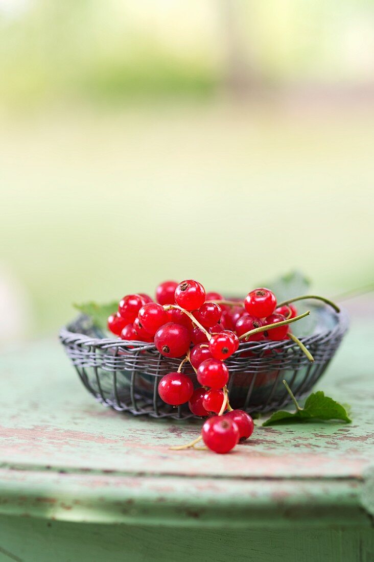 A little wicker basket with red currants (ribes rubrum) on a garden table