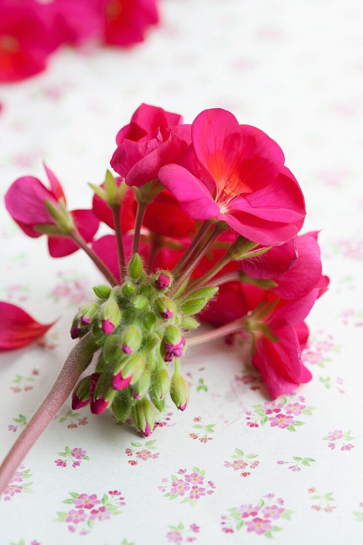 Pink geranium flower and buds