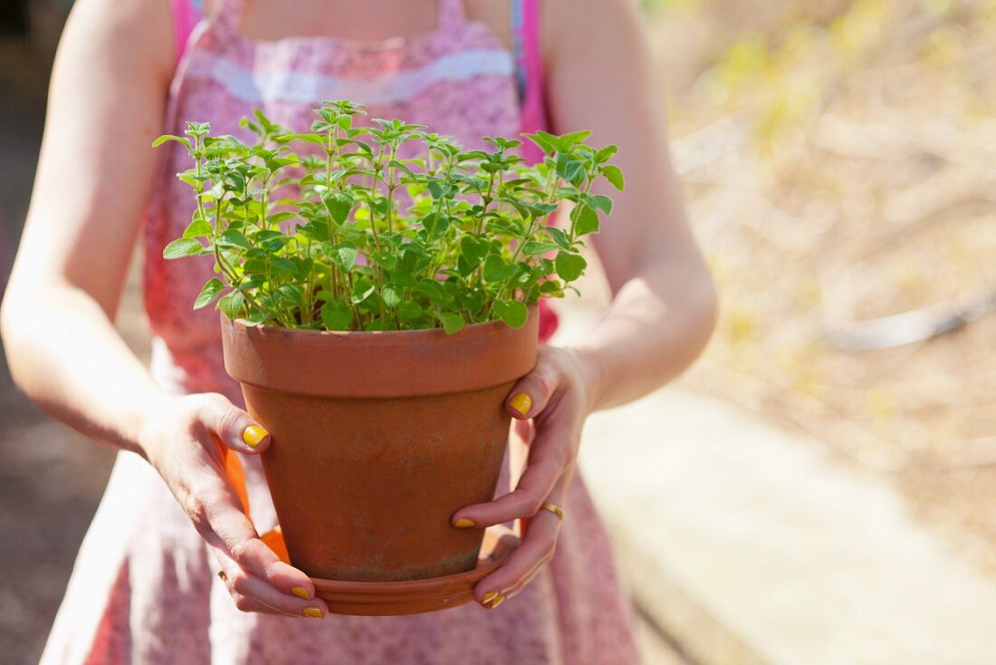 Woman holding flower pot of oregano in garden