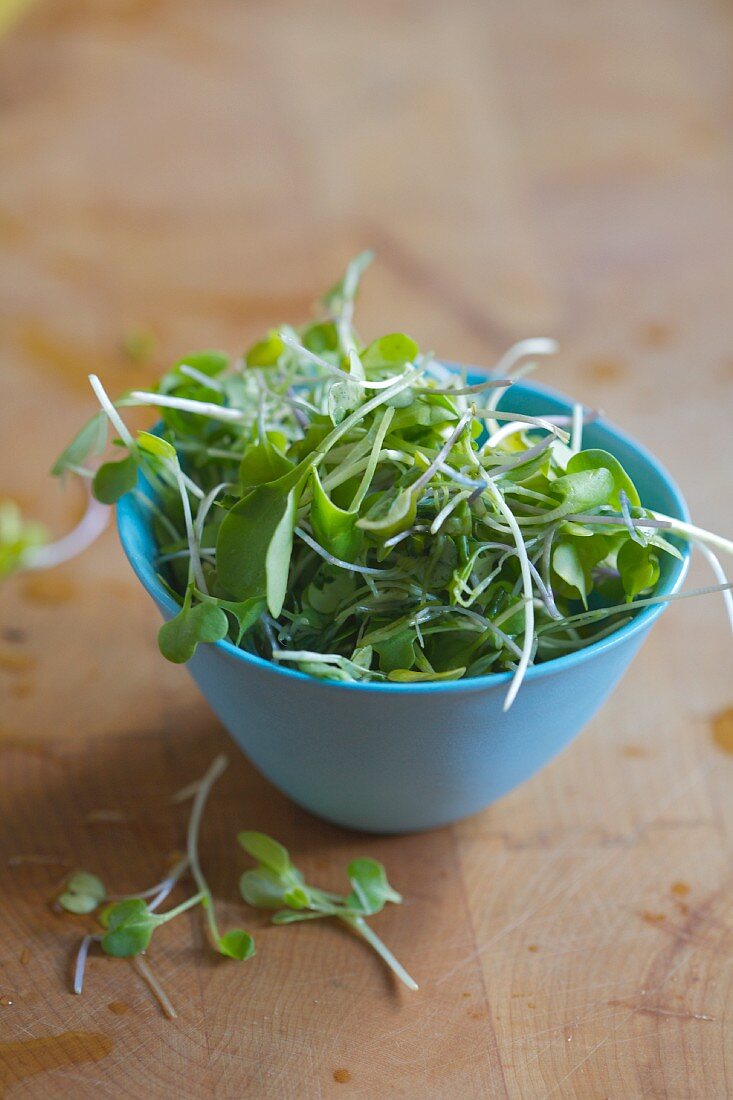 Sprouts in a small Blue Bowl