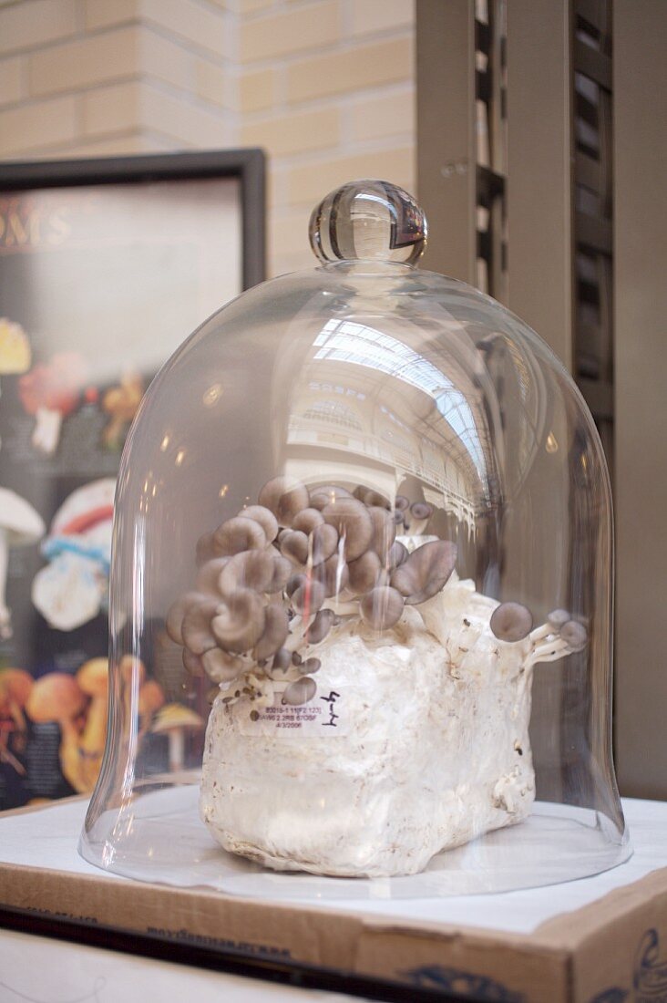 Mushrooms growing under a glass dome