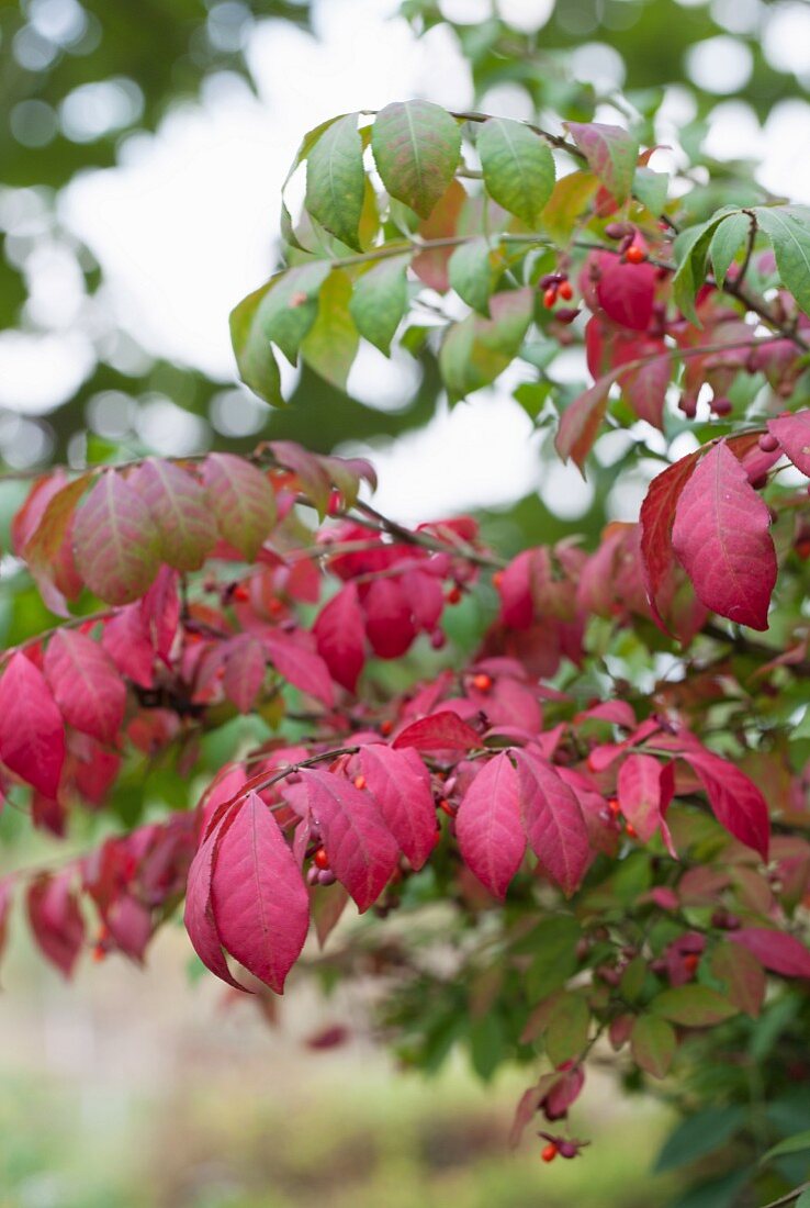 Herbstlich verfärbte Blätter auf einem Baum