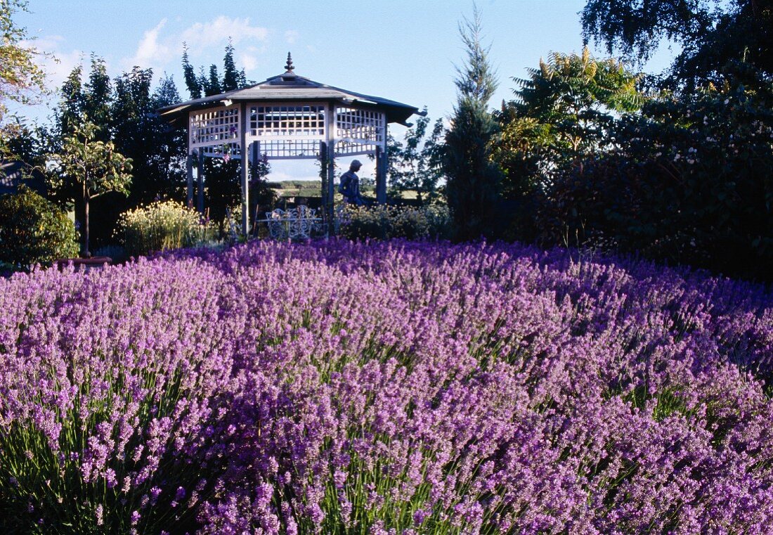 Blühendes Lavendelfeld und Pavillon im Garten eines englischen Landhauses