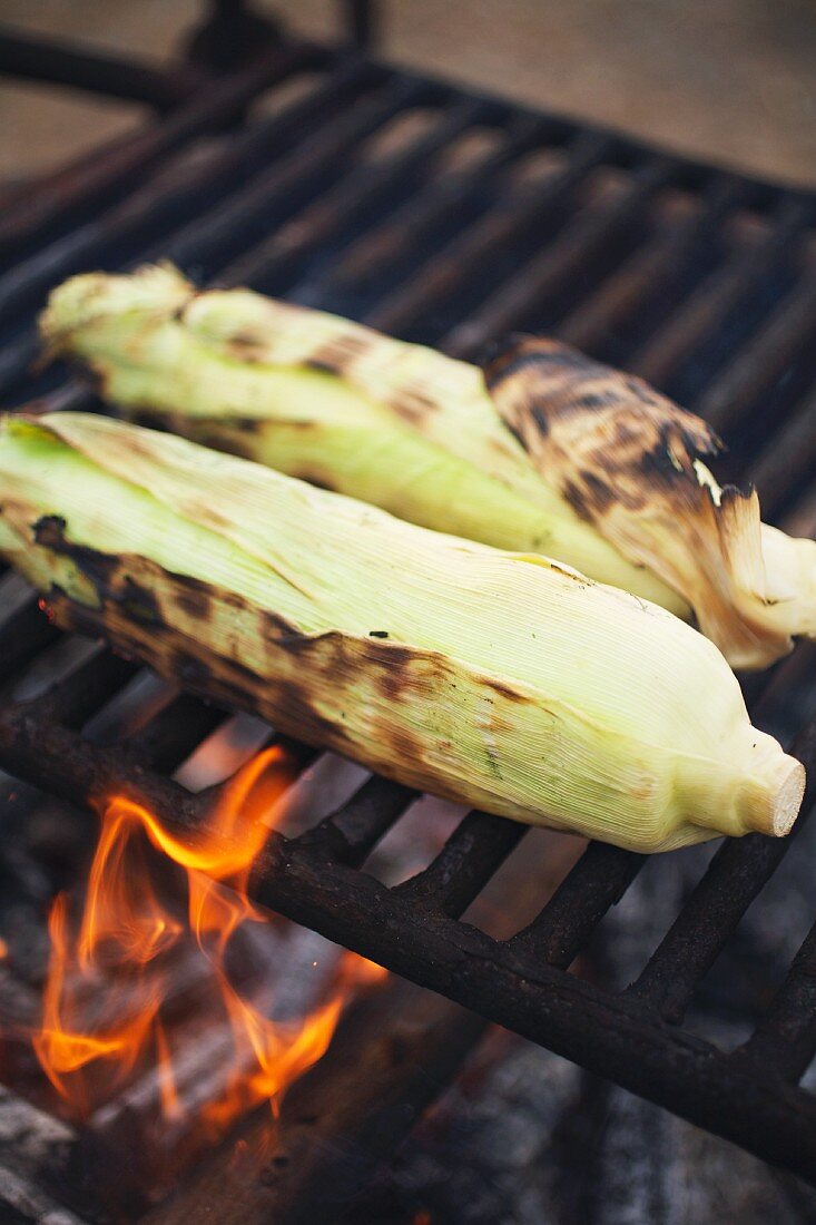Corn on the Cob in the Husk on the Grill