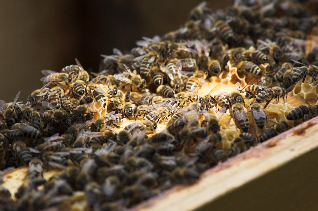 Bienenvolk auf der Wabe