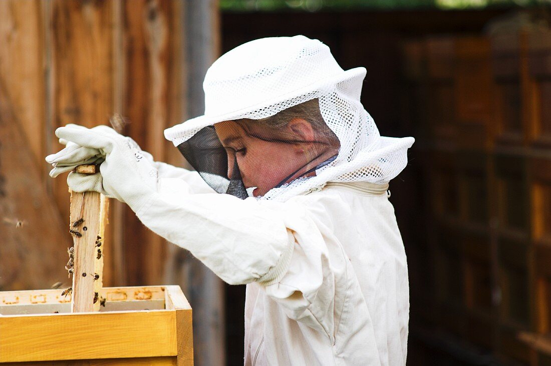 A girl dressed in a beekeeper's outfit lifting a honeycomb out of a wooden box