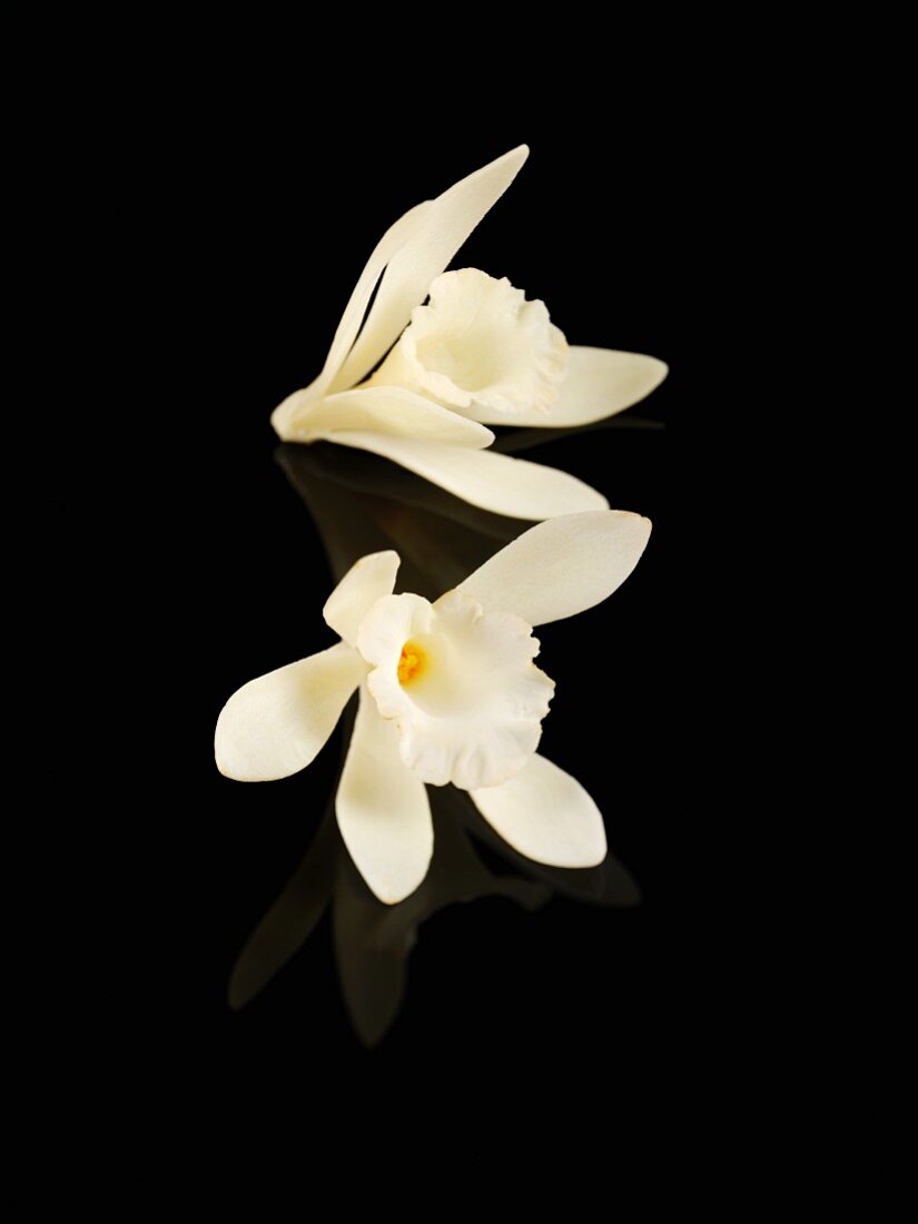 Two vanilla flowers against a black background