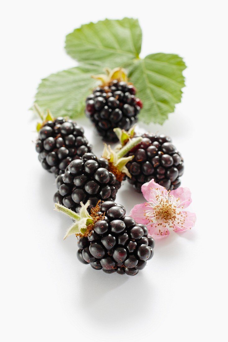 Blackberries with flower and leaves
