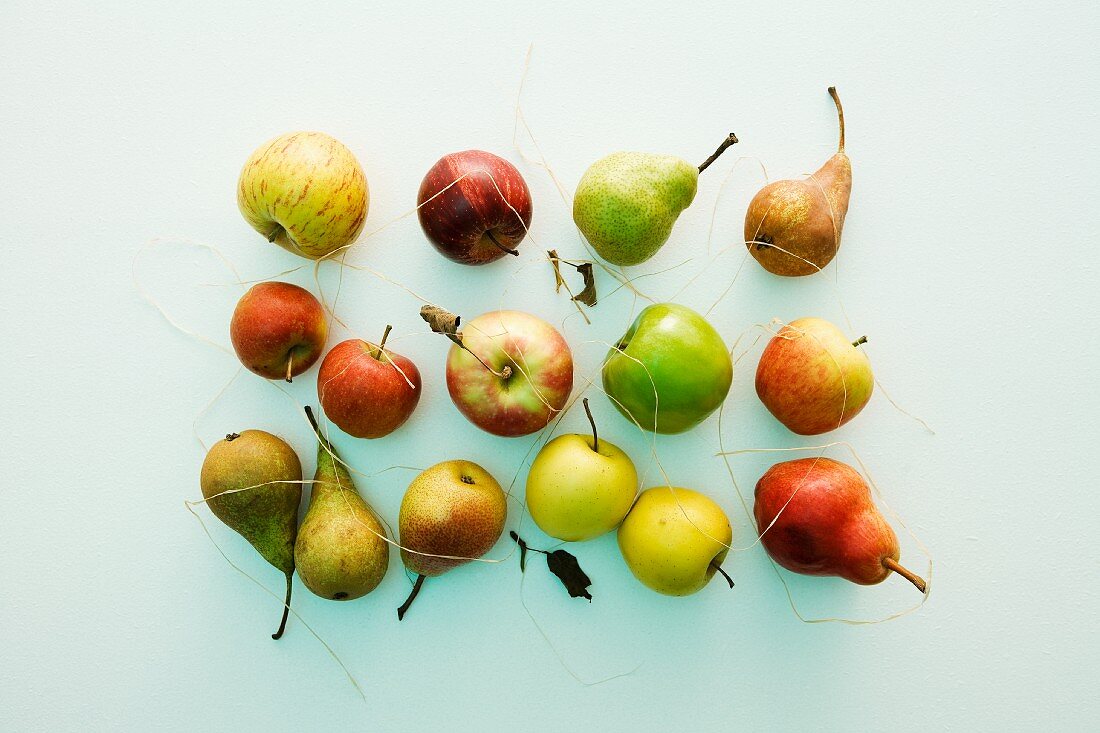 Stillleben mit verschiedenen Apfel- und Birnensorten
