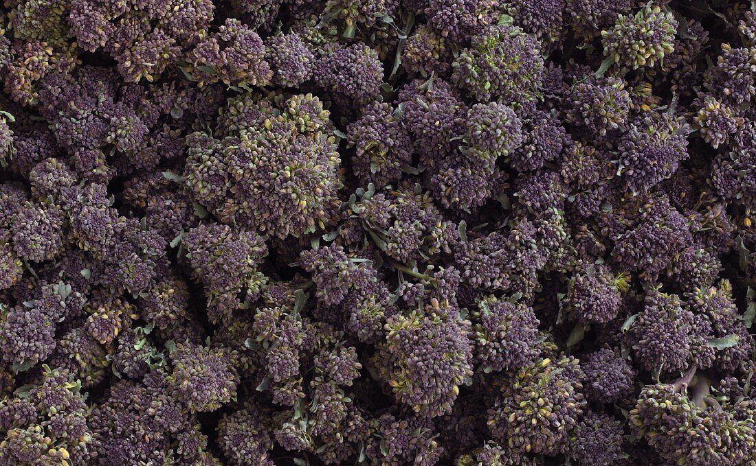 Violetter Brokkoli (bildfüllend)