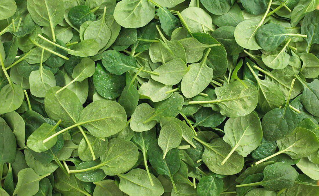 Lots of spinach leaves (filling the image)