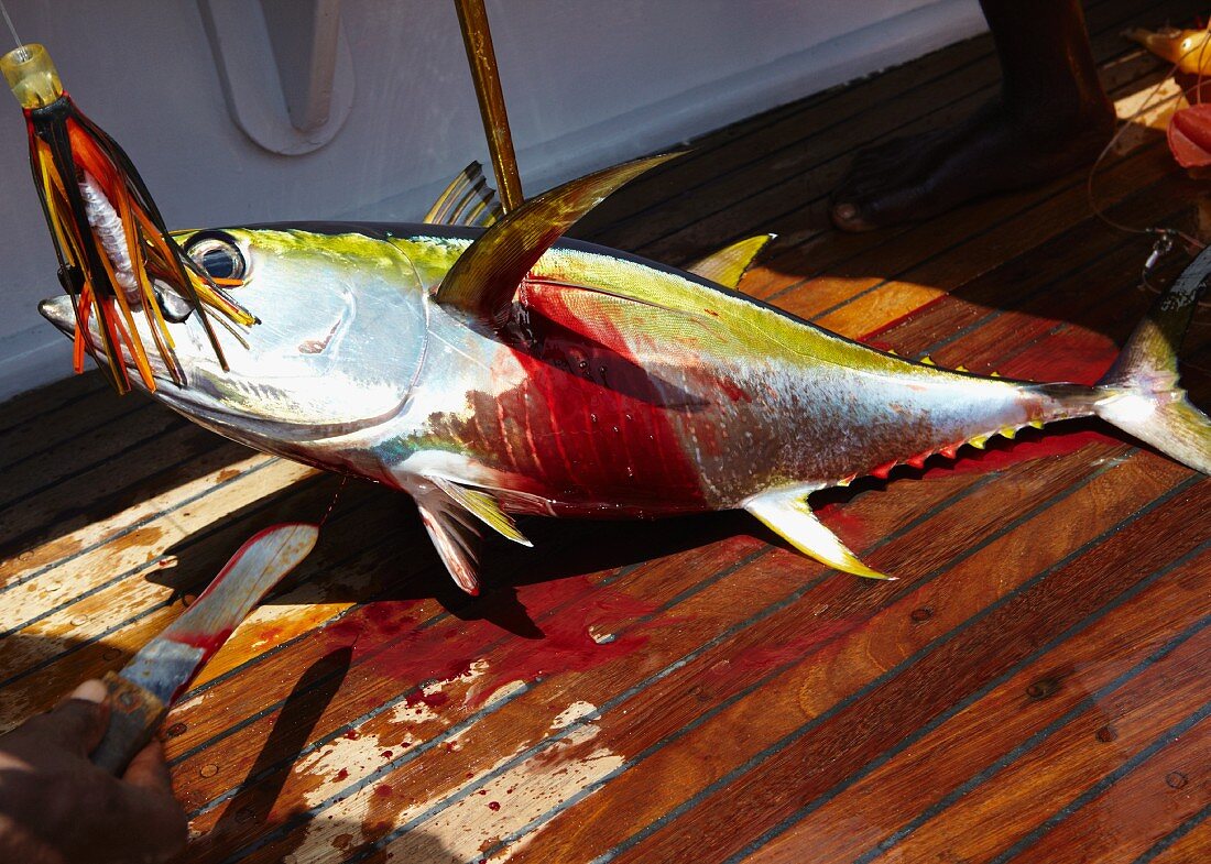 A freshly caught yellowfin tuna on a boat