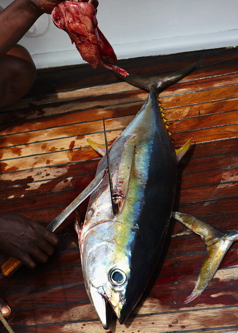 Yellowfin tuna being butchered