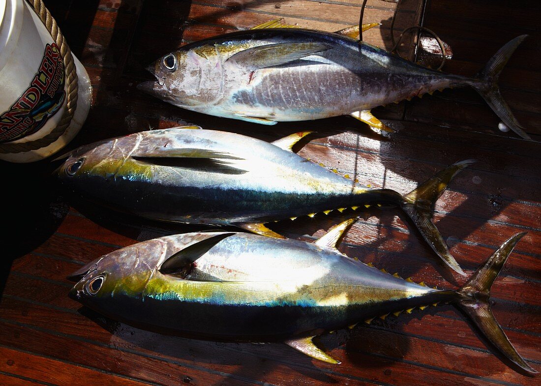 Frisch gefangene Gelbflossenthunfische auf dem Boot