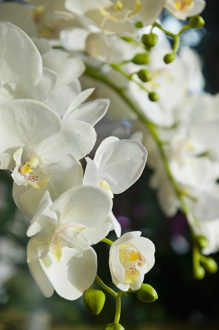 White orchids