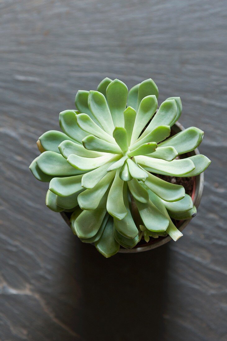 Succulent in a pot viewed from above