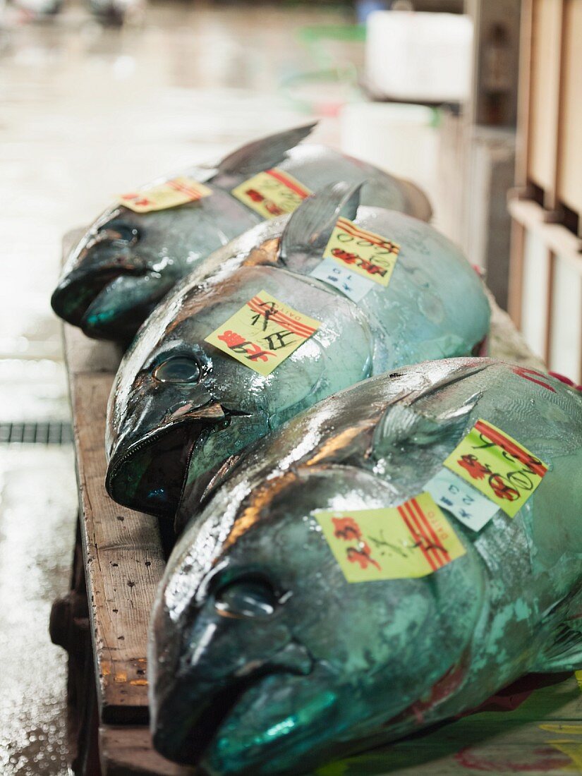 Thunfisch auf dem Fischmarkt, Tokio