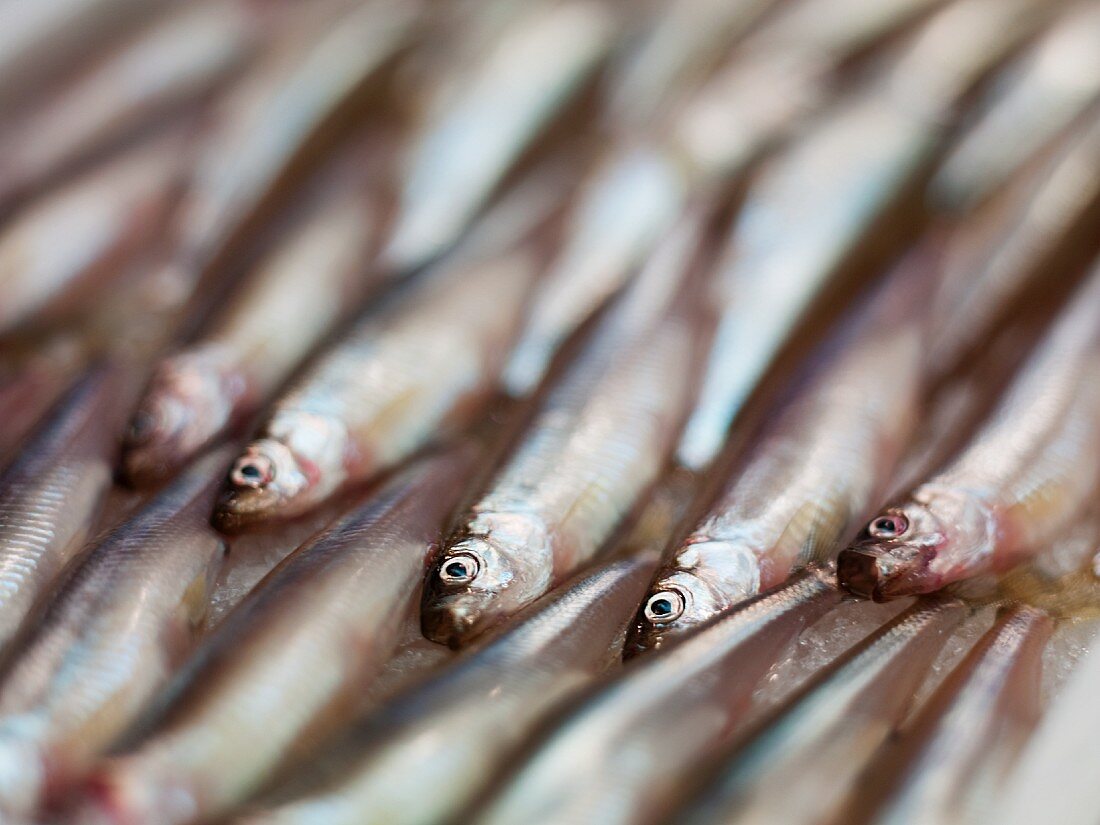 Anchovies