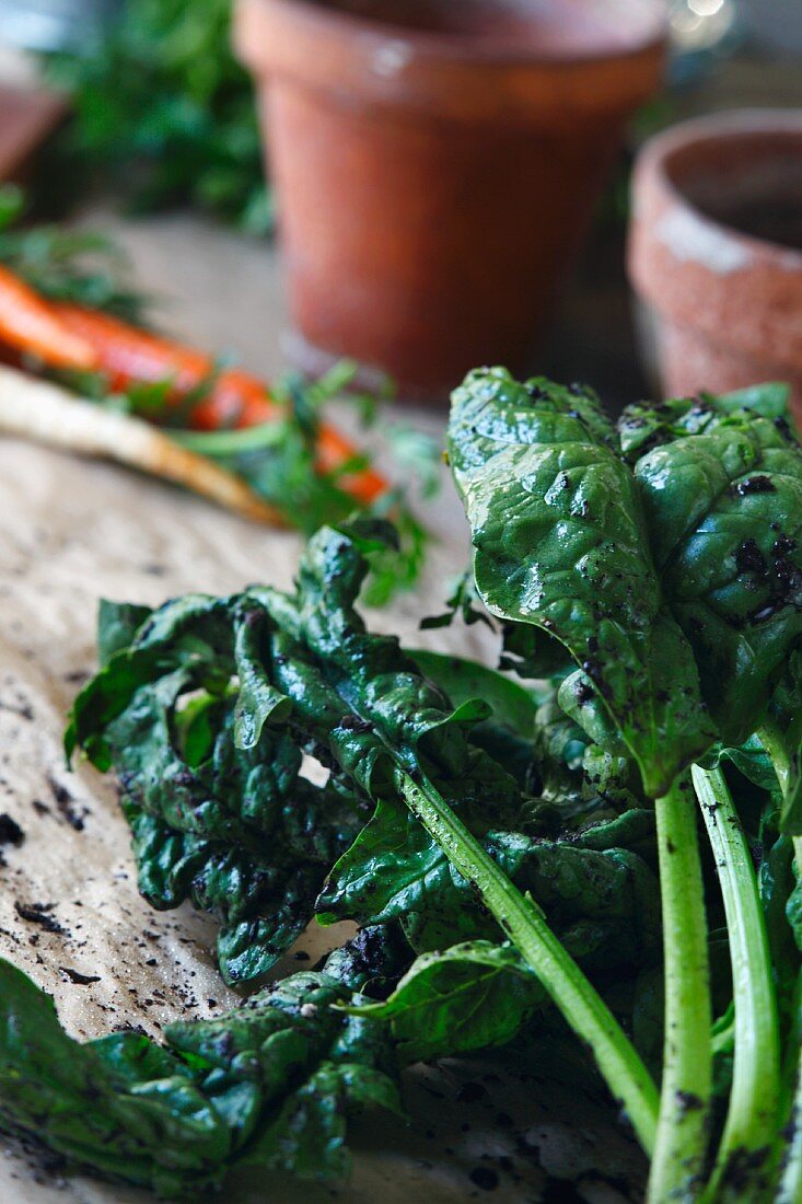 Fresh Organic Spinach and Garden Dirt