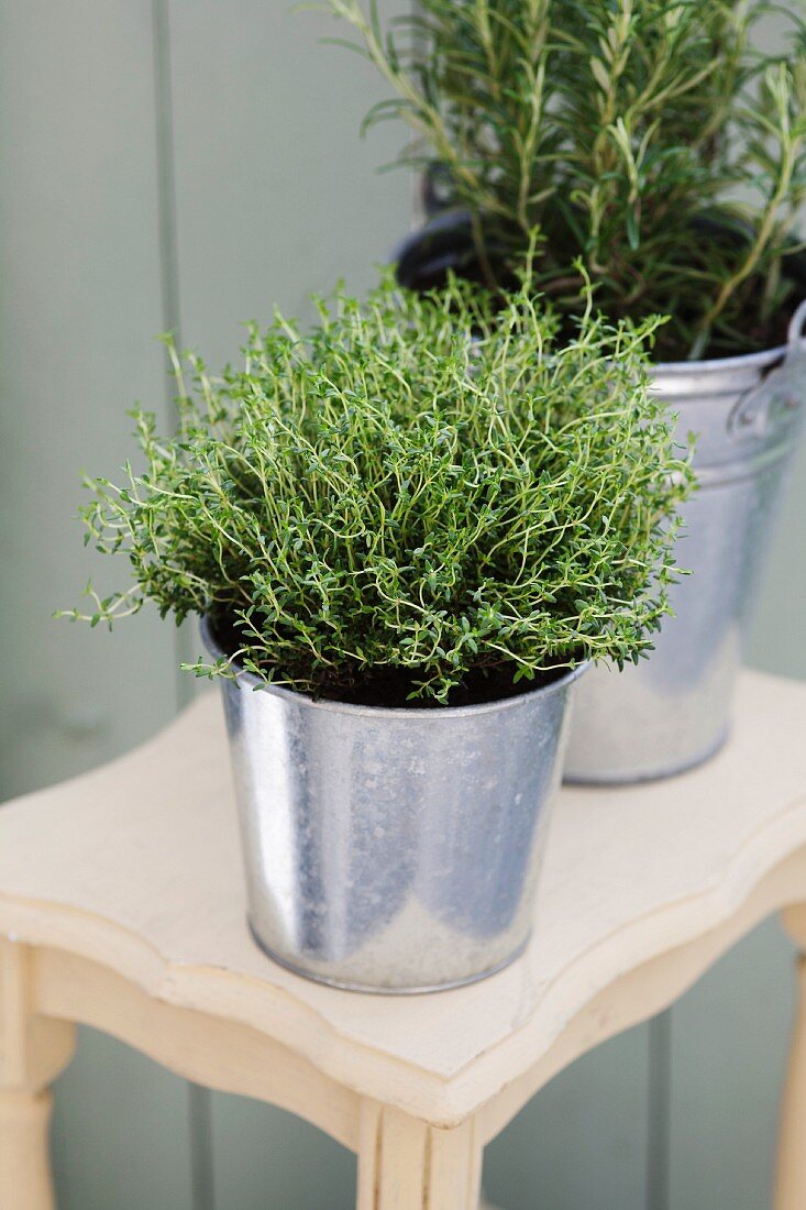 Thyme and rosemary in a zinc bucket