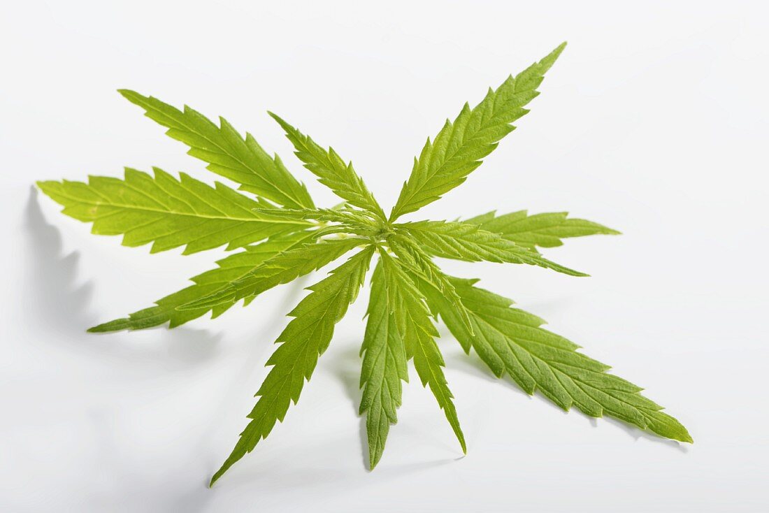 Hemp leaf (Cannabis sativum) against a white background