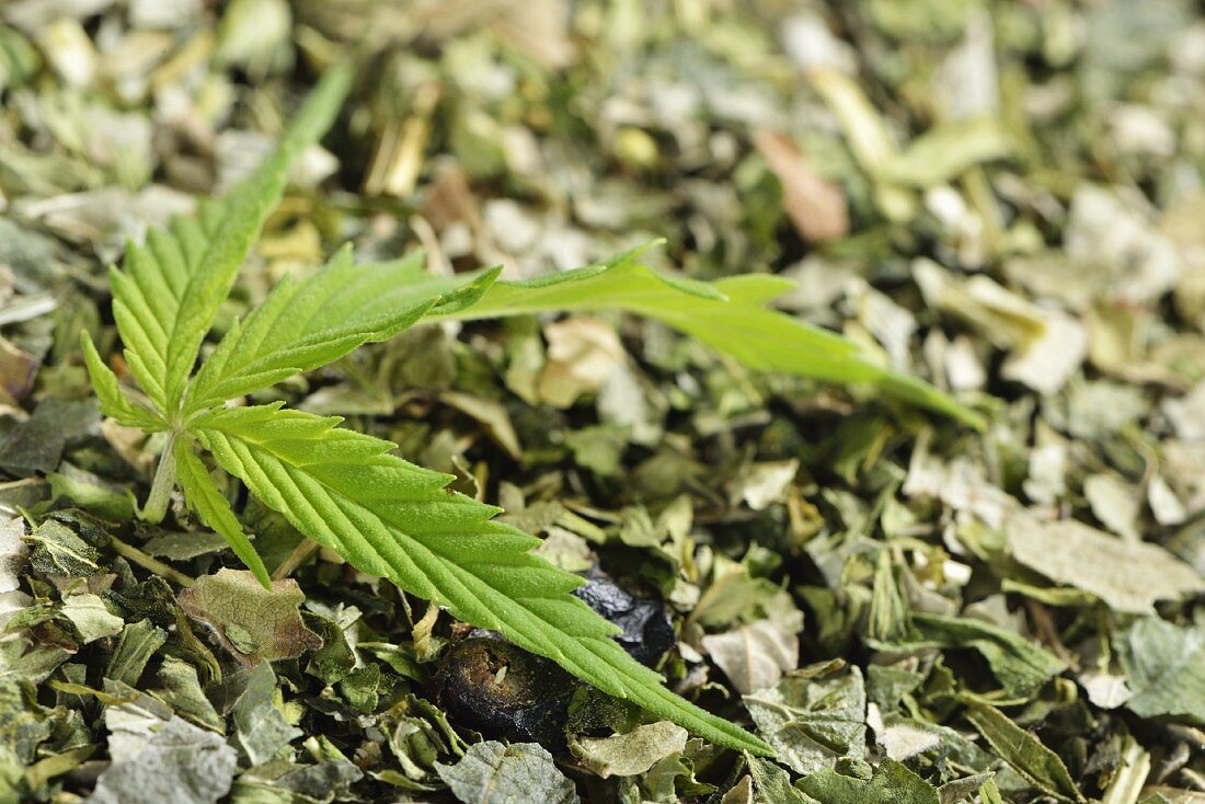 Hemp (Cannabis sativum), fresh leaf and dried