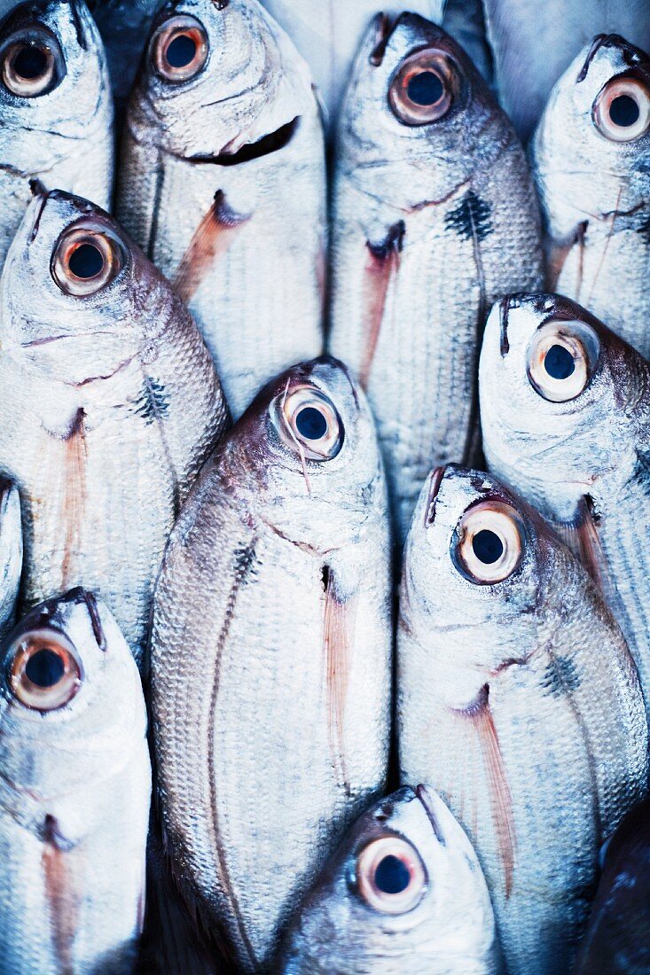 Red sea bream or Pagellus bogaraveo