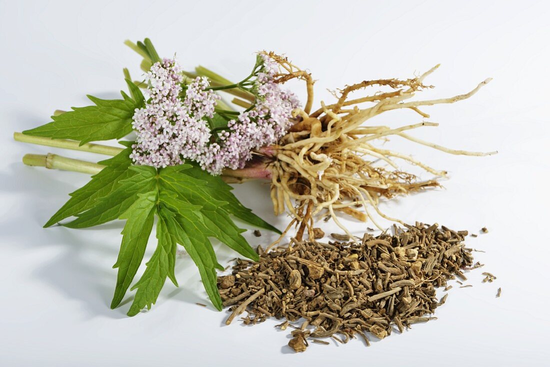 Valerian (roots, leaves, flowers), fresh and dried