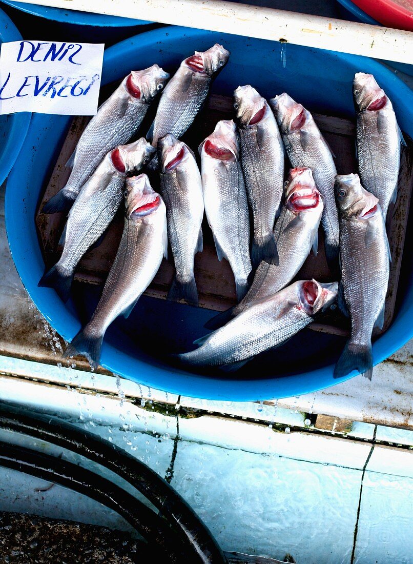 Frische Fische in Schüssel auf Markt (Türkei)