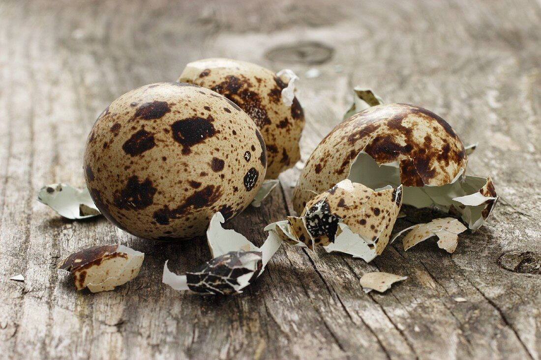 A whole quail's egg with broken eggshells