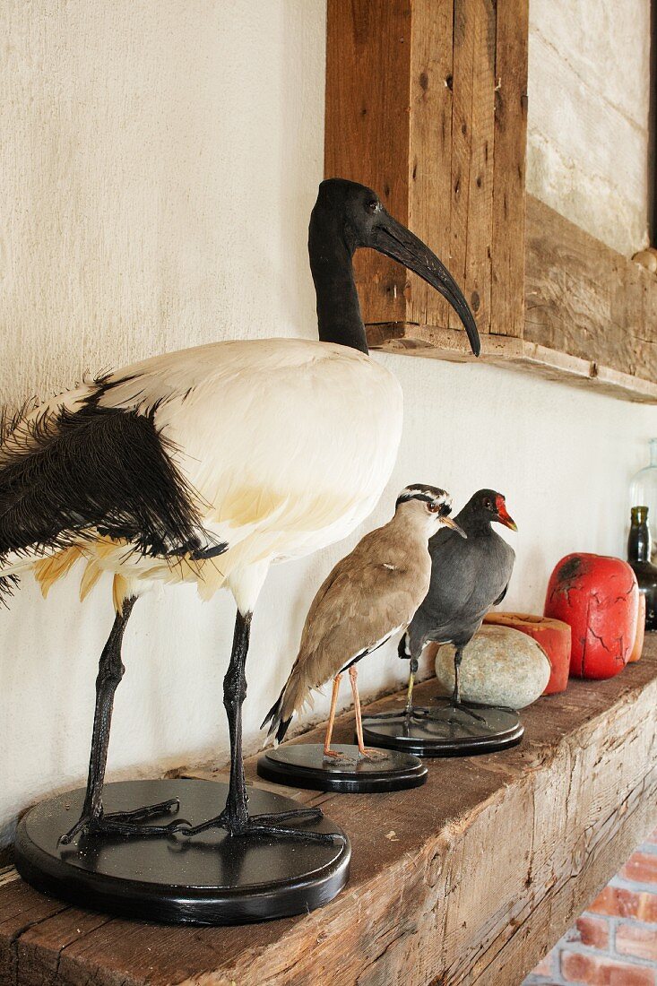 Stuffed birds on mantelpiece