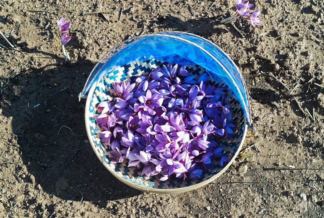 Gesammelte Safranblüten in einem Eimer auf Erdboden