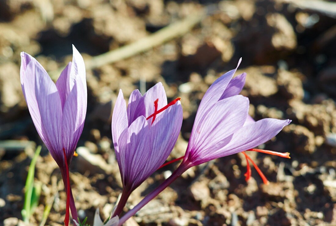 Safranblüten in der Erde