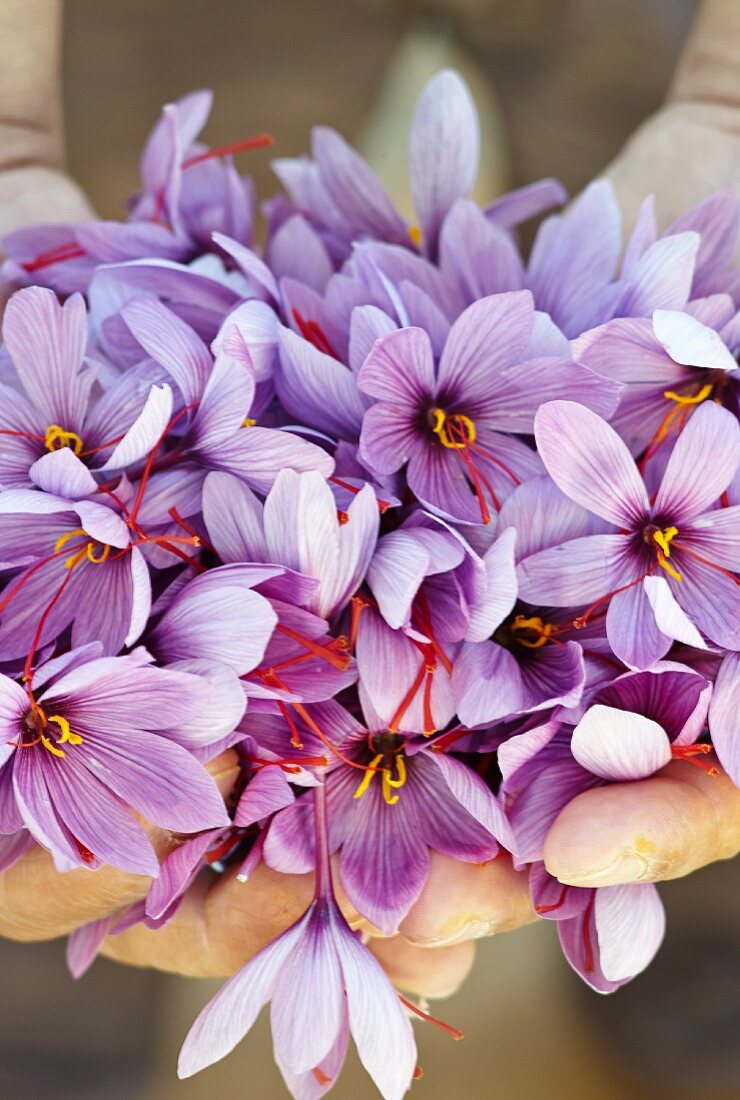 A person holding freshly picked saffron crocuses