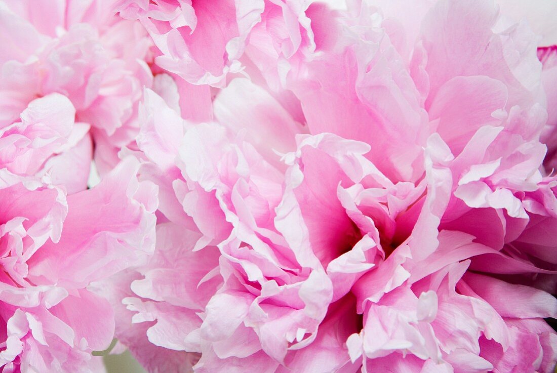 Pink Flower Detail
