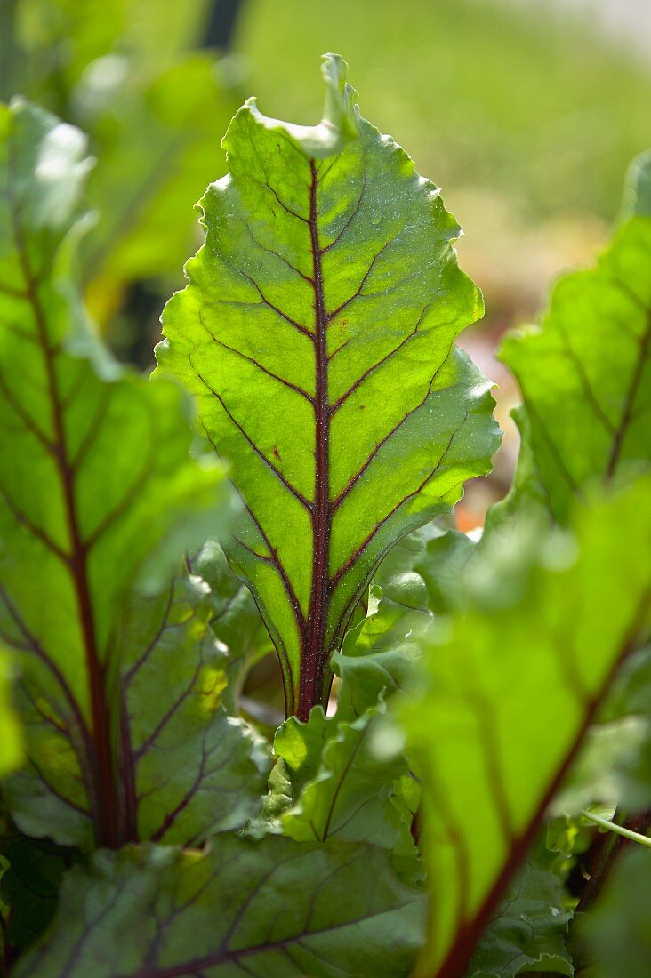 Mangold im Garten