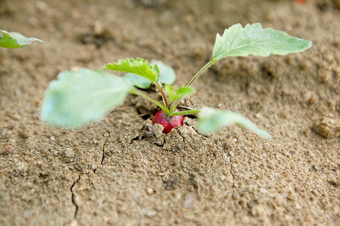 A radish growing in the earth