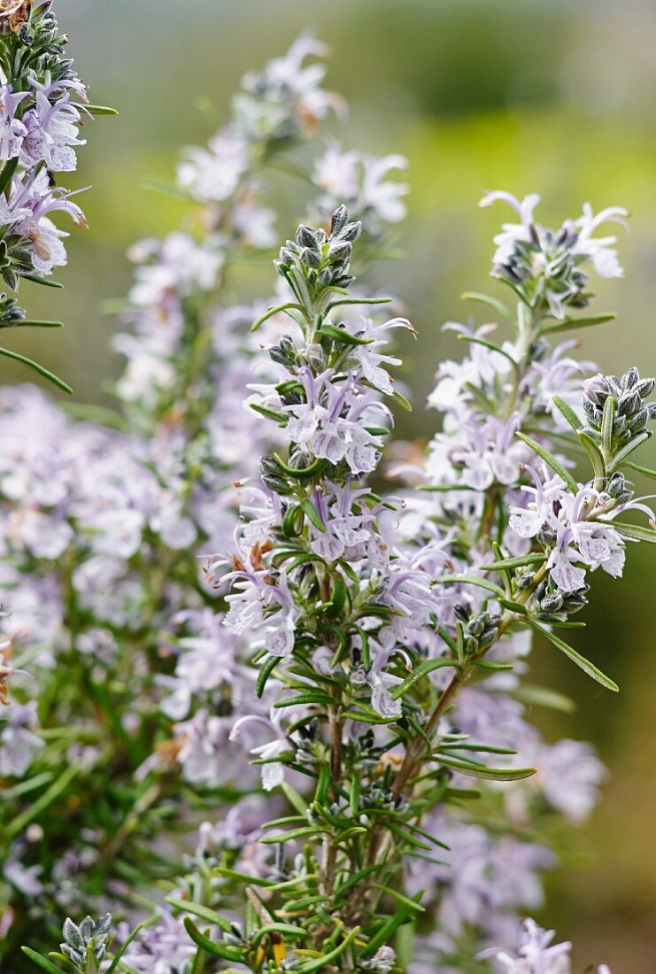 Flowering rosemary