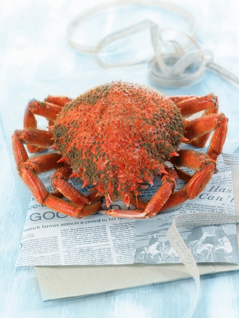 A cooked spider crab
