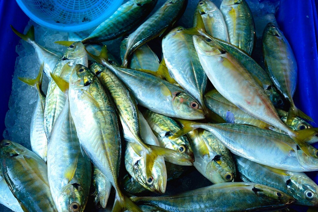 Fresh whole mackerel at a market in Thailand